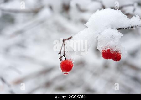 Fruits rouges couvertes de neige Banque D'Images