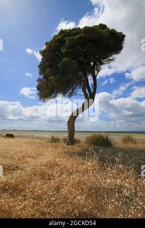 arbre dans un champ sur l'île kangourou Banque D'Images