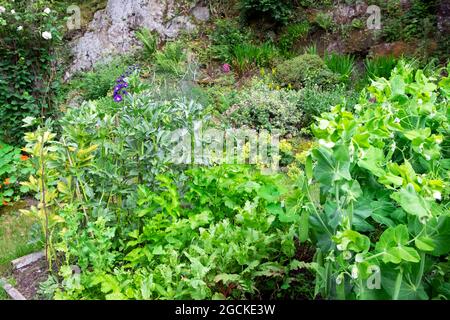 Fèves, petits pois, panais poussant dans la petite arrière-cour luxuriant fruit vert et légumes pays juillet jardin dans la campagne de Carmarthenshire pays de Galles Royaume-Uni KATHY DEWITT Banque D'Images