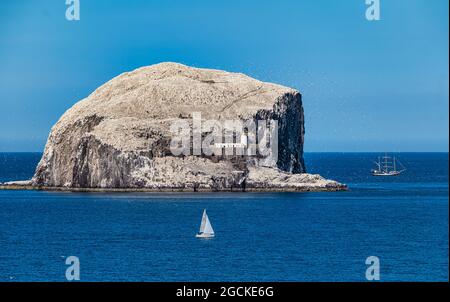 Cantets du Nord (Morus bassanus) dans une colonie d'oiseaux de mer sur Bass Rock avec grand navire et voilier, Firth of Forth, Écosse, Royaume-Uni Banque D'Images