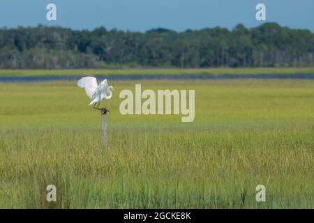 Grand aigreet (Ardea alba) débarquant sur un poste solitaire dans le marais d'eau salée. Banque D'Images