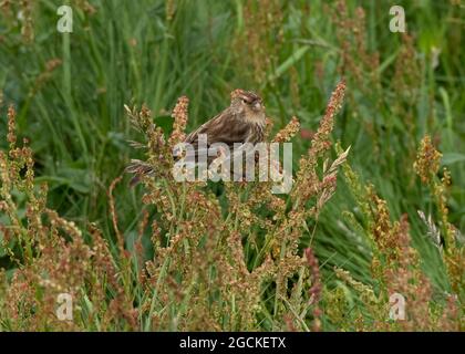 Puffin (Fratercula arctica), Sumburgh Head, Shetland Banque D'Images