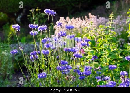 Bleuets bleus (Centaurea cyanus) en fleurs dans un jardin de campagne frontière herbacée en été Carmarthenshire Wales UK Grande-Bretagne KATHY DEWITT Banque D'Images