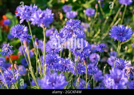 Fleurs de maïs bleues (Centaurea cyanus) en fleur dans un jardin de campagne herbacé frontière en été Carmarthenshire pays de Galles Royaume-Uni KATHY DEWITT Banque D'Images