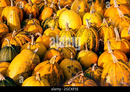 Un tas de citrouilles fraîches est placé sur le sol. Un concept de festival. Fond Pumpkins. Halloween, jour de Thanksgiving ou arrière-plan saisonnier. Sélection Banque D'Images