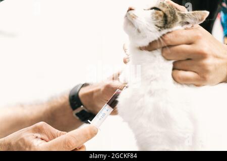 Crop anonyme vétérinaire médecin avec la seringue prenant l'échantillon de sang de chat pendant l'examen dans la clinique vétérinaire Banque D'Images