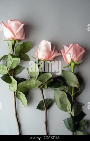 De dessus roses roses avec des feuilles vertes couché sur la table Banque D'Images