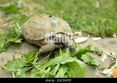 La tortue mange de l'herbe. Débarquer la tortue sur une pelouse verte. Carapace reptile. Banque D'Images