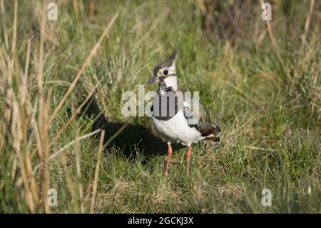 Lapwing sur Dallow Moor près du pont Pateley Banque D'Images