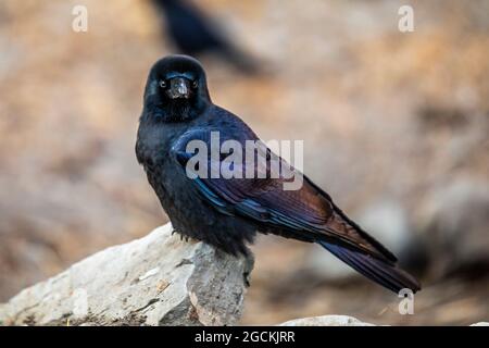 WESTERN Jackdaw avec plumage noir et bleu assis sur la pierre et regardant la caméra au Népal Banque D'Images