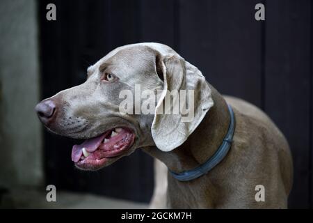 Chien Weimaraner en profil à bouche ouverte. Banque D'Images
