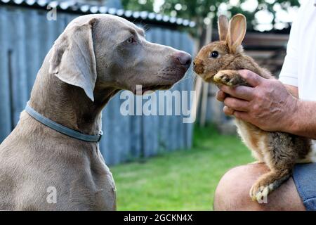Le chien Weimaraner obéissant au portrait en profil avec le lapin. Banque D'Images