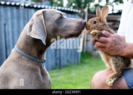 Le chien Weimaraner obéissant au portrait en profil avec le lapin. Banque D'Images