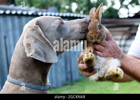 Le chien Weimaraner obéissant au portrait en profil avec le lapin. Banque D'Images