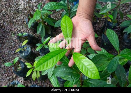 Bois de rose brésilien Pau Rosa plantule en pépinière pour le reboisement dans la forêt amazonienne. Environnement, écologie, biodiversité, Aniba rosaeodora. Banque D'Images