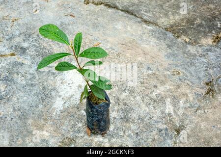 Bois de rose brésilien Pau Rosa plantule en pépinière pour le reboisement dans la forêt amazonienne. Environnement, écologie, biodiversité, Aniba rosaeodora. Banque D'Images