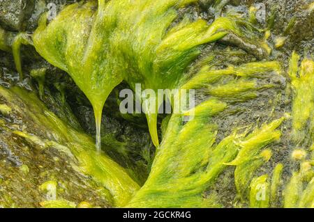 Gros plan sur un type de « poil de mer », un type d'algues qui poussent au milieu d'un écoulement d'eau douce à partir d'une falaise de roche; Ruby Beach, Parc national olympique, Washi Banque D'Images