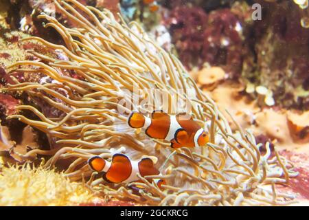 Amphiprion ocellaris oranhe poisson-clownfish dans l'aquarium de récif Banque D'Images