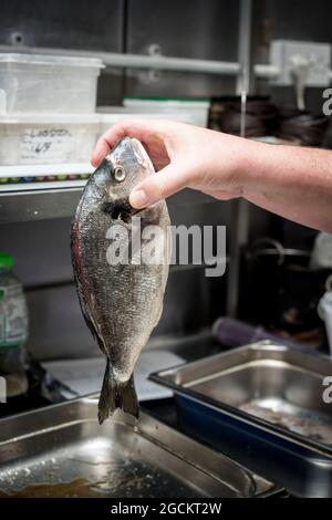 Crop anonyme chef debout avec des poissons de dorade frais tout en cuisinant dans la cuisine du restaurant Banque D'Images