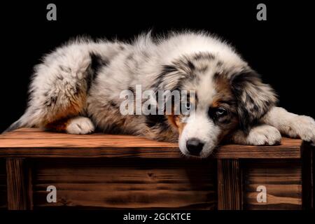 Chiot Berger australien chien isolé sur fond noir en studio. Portrait de chien merle bleu Berger australien Banque D'Images