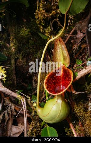 Pichet de l'usine de pichet carnivore Nepenthes lowii, Bornéo, Malaisie Banque D'Images