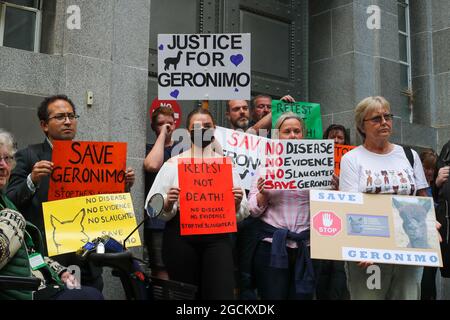 LONDRES, ANGLETERRE - 9 2021 AOÛT, manifestation pour sauver Geronimo l'Alpaca d'être euthanisé à l'extérieur du ministère de l'Environnement, de l'alimentation et des Affaires rurales, à Londres Banque D'Images