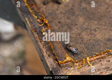 Depuis le dessus des abeilles rampant sur nid d'abeilles avec des cellules de cire dans l'apier en été Banque D'Images