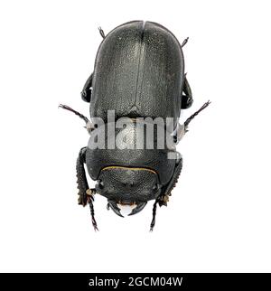 Le petit coléoptère de cerf femelle Dorcus parallélipipedus est découpé sur un fond blanc. Kent Angleterre Royaume-Uni Banque D'Images