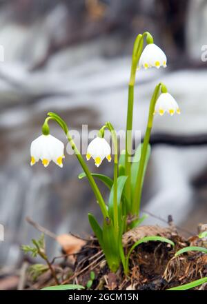 Flocon de neige de printemps, flocon de neige d'été ou Loddon Lily - Leucojum vernum Banque D'Images