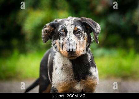 Blue merle (harlekin) chiot Beauceron Banque D'Images