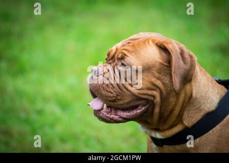 Dogue de Bordeaux, souverain français Banque D'Images