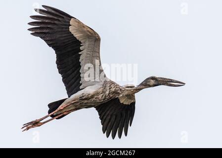 Cigogne à bec ouvert ou facture asiatique ouverte (Anastomus oscitans) Banque D'Images