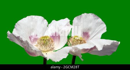 Détail du pavot à fleurs ou du pavot à opium en latin papaver somniferum, fleur de pavot isolée sur fond vert, le pavot blanc est cultivé en tchèque Banque D'Images