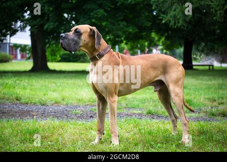 Dogue Allemand Banque D'Images