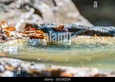 Moucherolle bleu indochois, de beaux oiseaux jouant dans l'eau et sur les branches. Banque D'Images