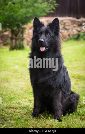 Berger allemand noir, alsacien Banque D'Images