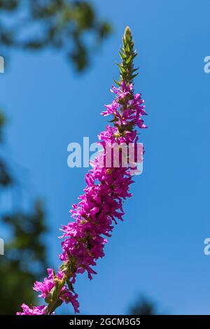 Lobelia fleurit contre le ciel bleu à Poole, Dorset UK en juillet Banque D'Images