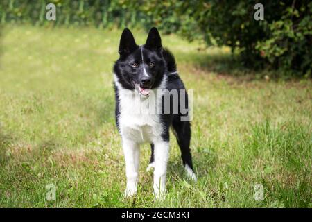 Chien d'ours Karelian, 4 mois Banque D'Images