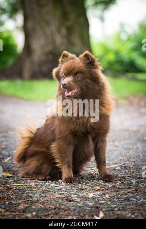 Chiot Spitz allemand brun miniature, 4 mois Banque D'Images