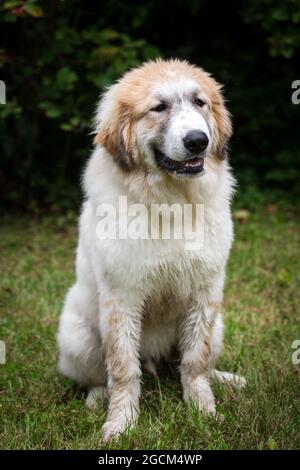 Chien de montagne pyrénéen, chien des Pyrénées, 5 mois Banque D'Images