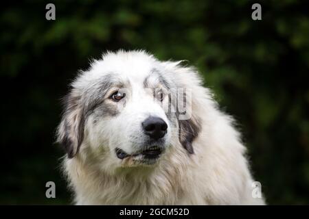 Chien de montagne pyrénéen, chien des Pyrénées Banque D'Images