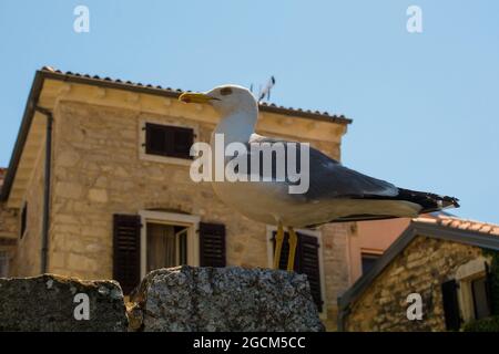 Un mouette se dresse sur un vieux mur de pierre historique dans le centre de la ville côtière médiévale de Porec en Istrie, Croatie Banque D'Images