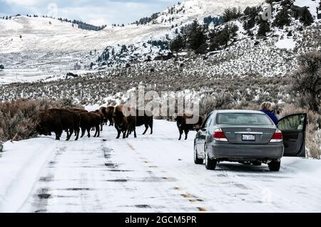 Barrage routier de bison sur route enneigée en hiver, Lamar Valley, parc national de Yellowstone Banque D'Images