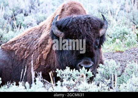 Bison dans la neige, Lamar Valley, parc national de Yellowstone Banque D'Images