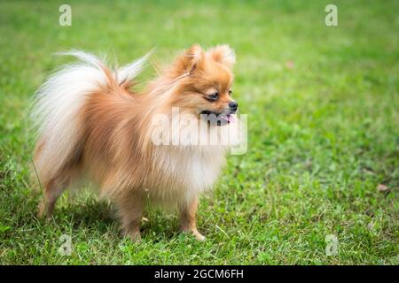 Poméranie Banque D'Images