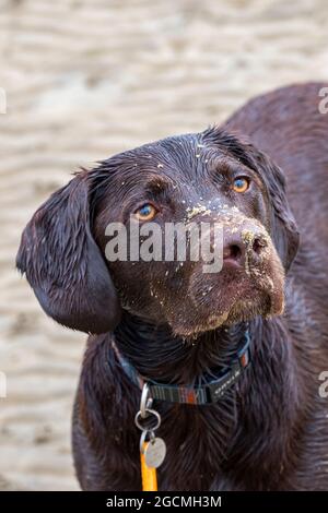 labrador et springer spaniel cross, chien de garde à l'aspect mignon, chien de cheeky, chien de bonne apparence, chien attrayant, chien doux, chien de marche, chien sain. Banque D'Images