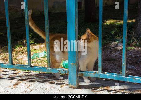 Un chat de rue dans une rue résidentielle calme dans la ville côtière médiévale historique de Porec en Istrie, Croatie Banque D'Images