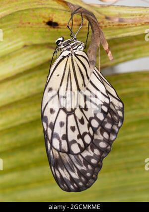 Le papier papillon Kite éclosion de pupa - idée leuconoe Banque D'Images