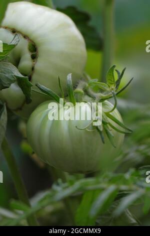 Branche avec tomates vertes. Gros plan des tomates vertes. Banque D'Images