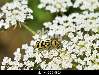 Le Chlorophorus varius, l'insecte de la vigne, est une espèce colorée de coléoptère de la famille des Cerambycidae. Banque D'Images
